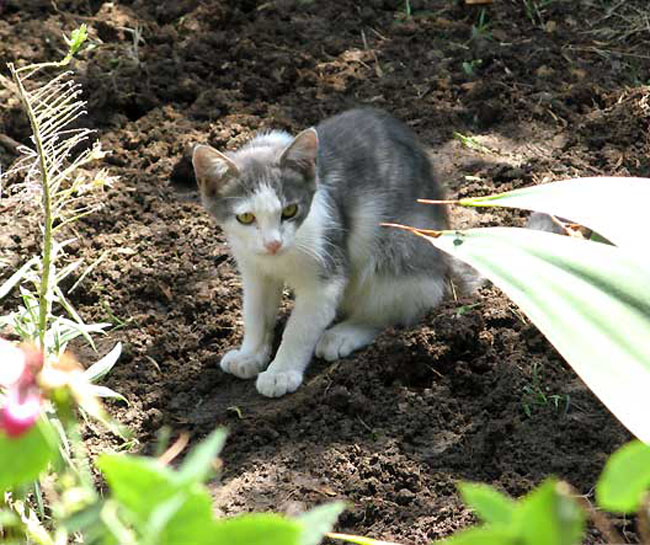 cat2