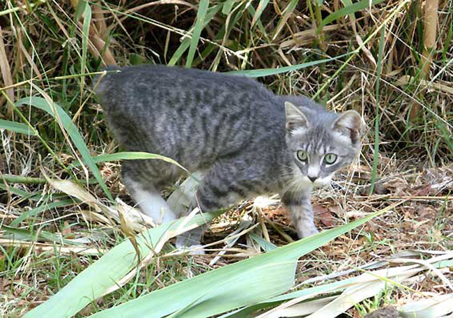 cat3