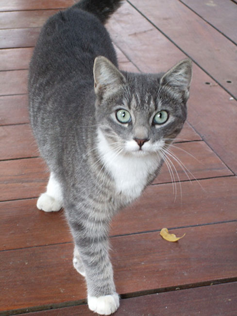 cat01