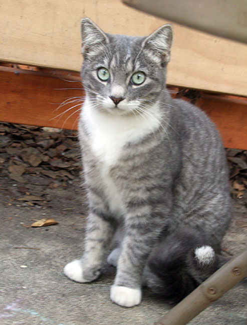 cat02