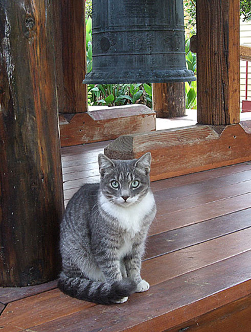 cat03