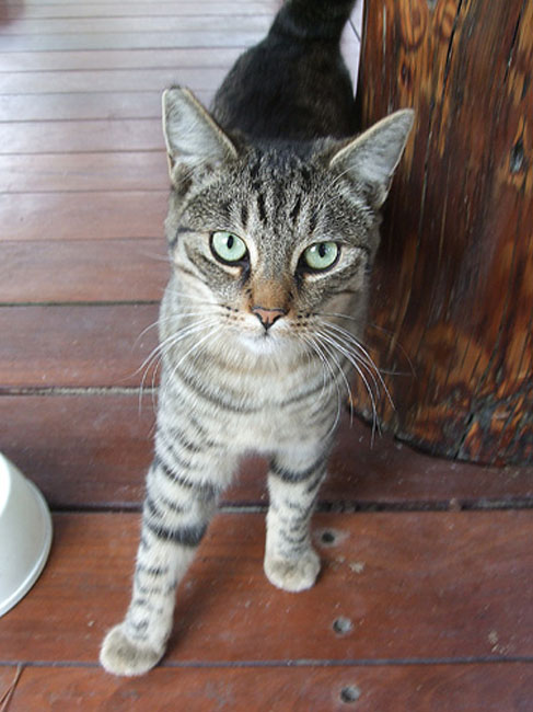 cat04