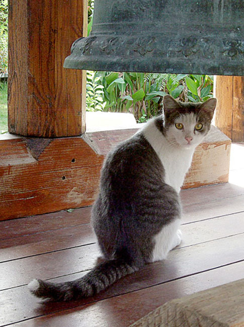 cat05