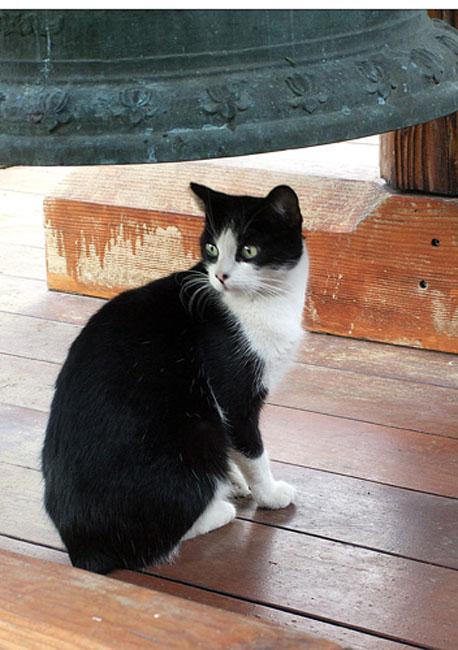 cat06