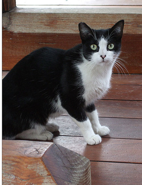 cat07