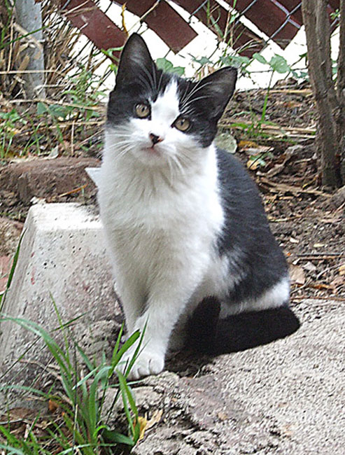 cat08