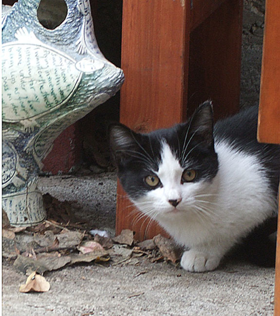 cat09