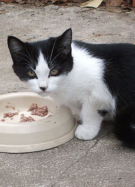 cat10