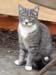 cat02