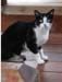 cat07